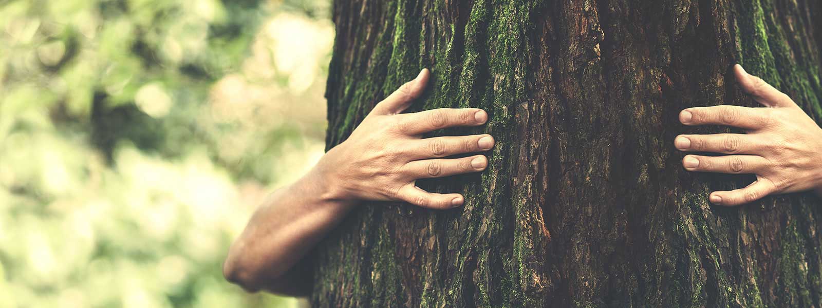 wertsicht – services climate tree hug